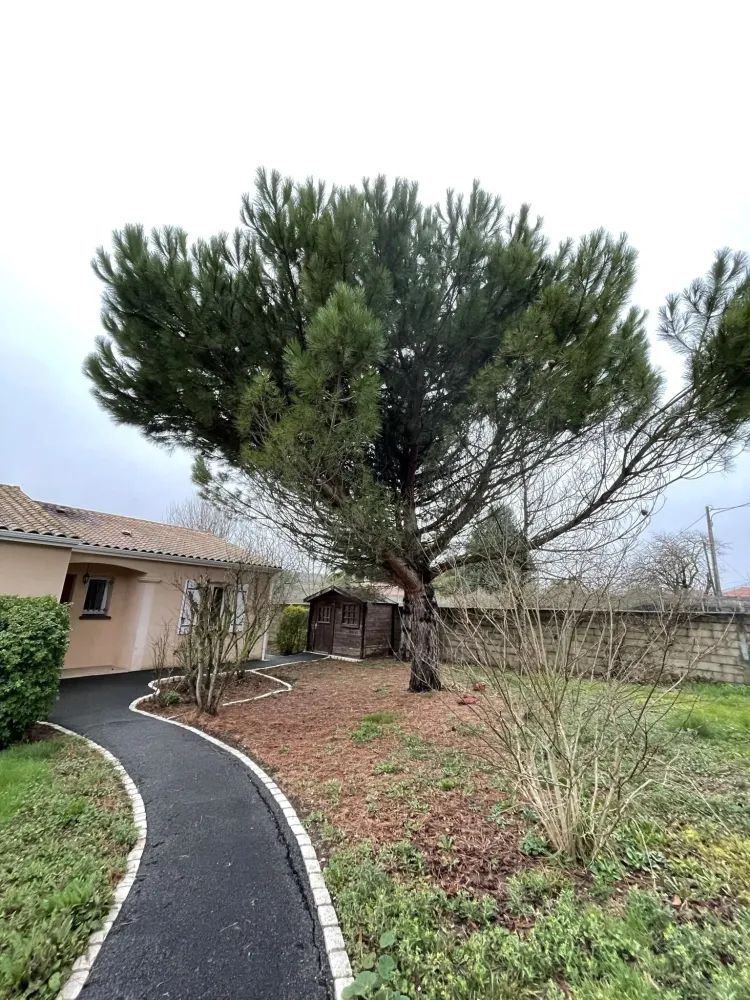 taille d'arbre à Louzac-Saint-André